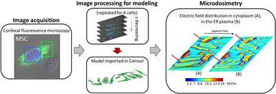 Confocal Microscopy Improves 3D Microdosimetry Applied to Nanoporation Experiments Targeting Endoplasmic Reticulum